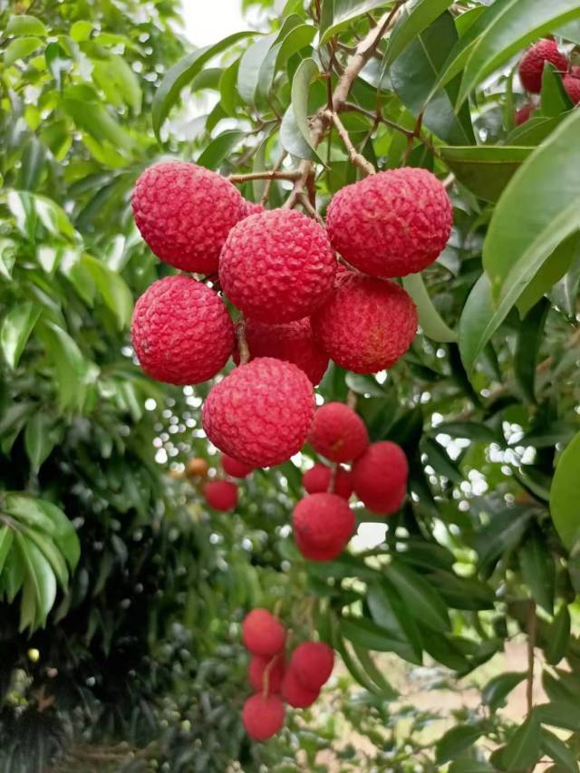 阳江妃子笑荔枝